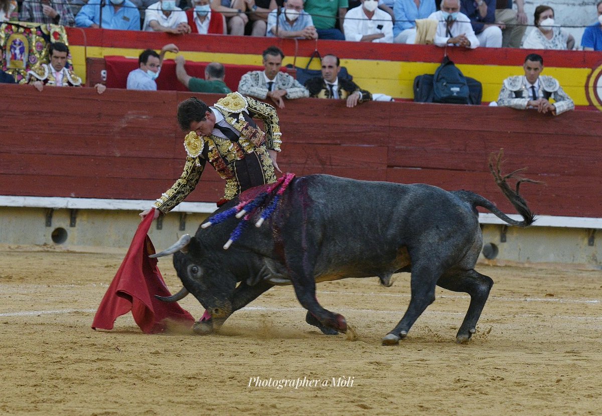 1° de Castellón, corrida de <a href="/aadolfomartin/">Adolfo Martin</a>  Asi embestia "Tomatillo", y asi lo mecia en la muleta <a href="/InfoDanielLuque/">Daniel Luque</a>