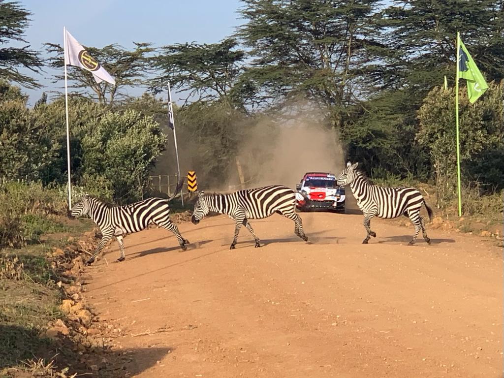 wrcsafarirally's tweet photo. The real definition of Zebra Crossing 😂😂🏁🏁. @wrcsafarirally is always an affair not to miss.
#WRC #WRClive #SafariRallyKenya https://t.co/F2REdGK1IV