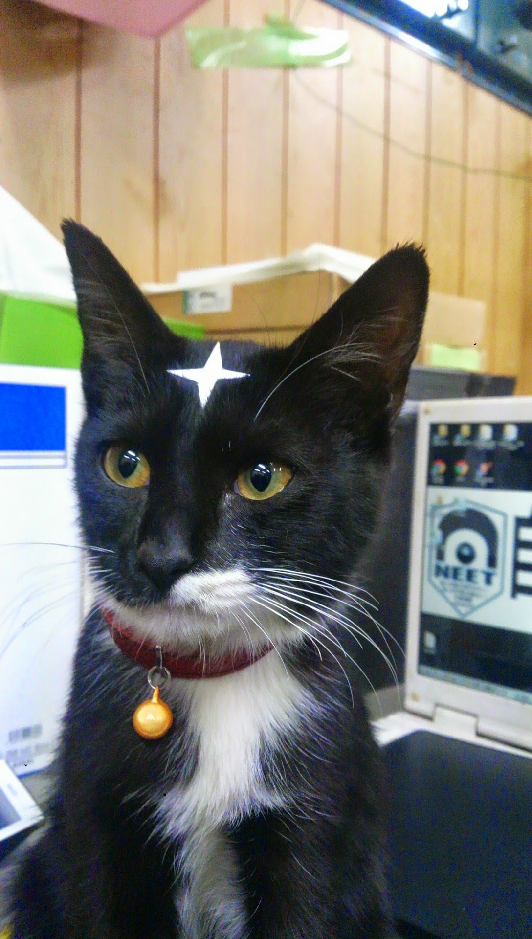 影千代とぽん太@前田 (@0882WHuXwxpZDTK) / X