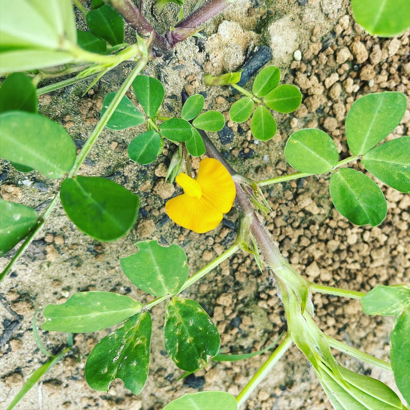 落花生の花 Twitter Search Twitter