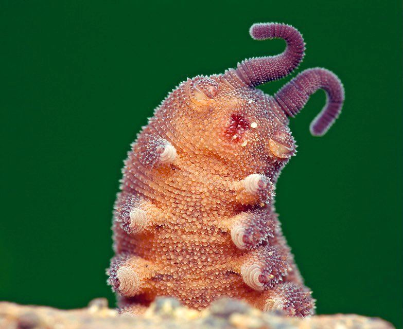 BZ on Twitter "Velvet Worms 🪱 has been around at least for 500 Million