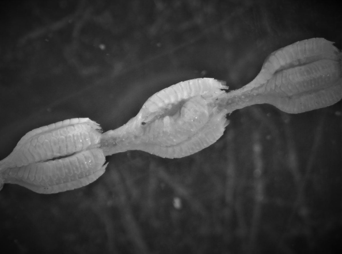 SAERI_FI's tweet photo. Yay! It's #OctocoralFriday. Check these #Primnoidea #Primnoella polyps under the microscope, a bycatch specimen collected from South-West Atlantic at approx. 1200 m as part of the #VMEProject - https://t.co/XQSajfstY7 https://t.co/MuKfgFRwe0