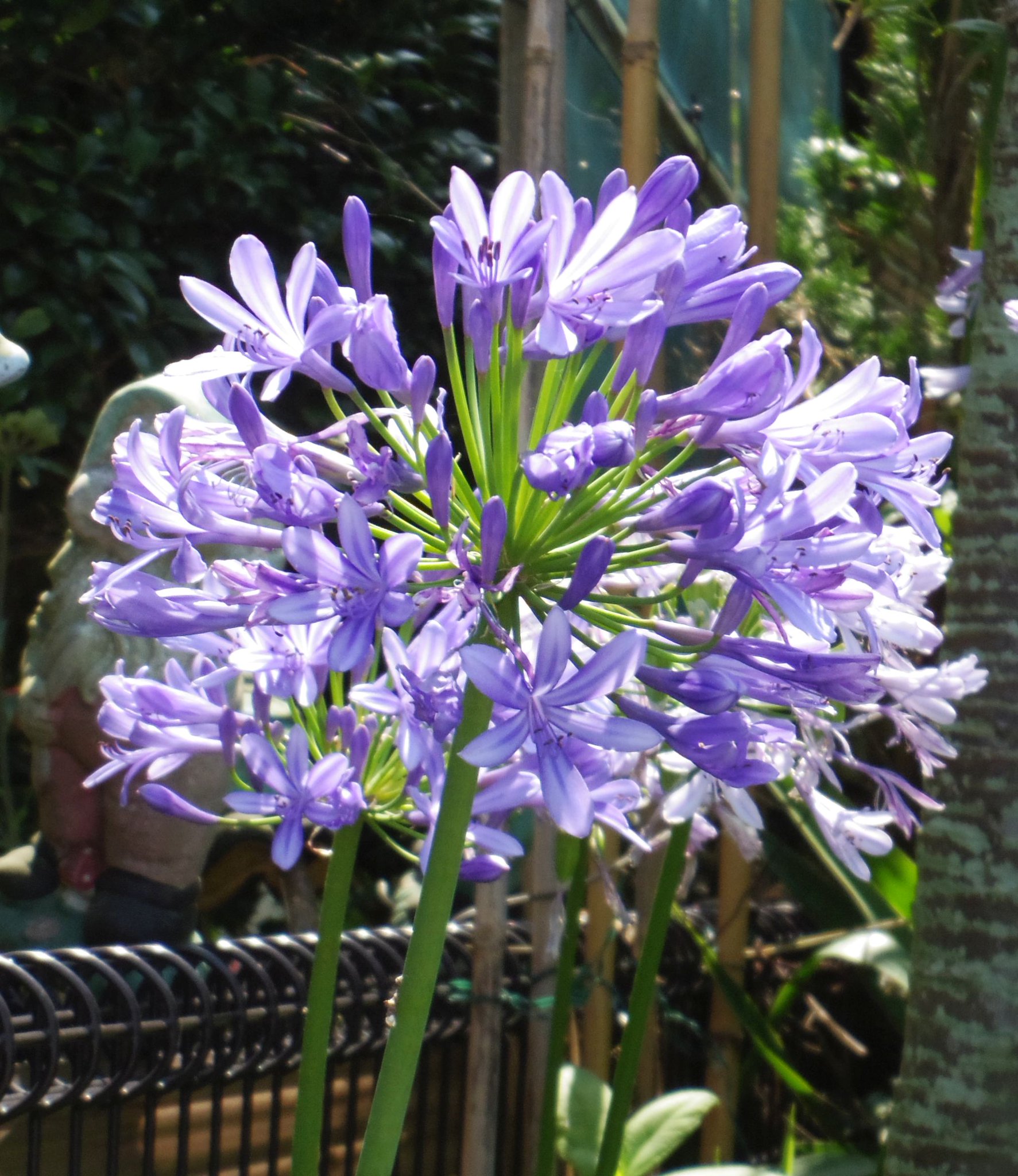 こころんグリーン 近所のお宅の庭にアガパンサスが咲いていました 爽やかなブルーの花が幾つか開いています 初夏の眩しい日差しに似合う大きな花です アガパンサス 爽やかなブルーの花 大きな花 初夏の花 初夏 園芸品種 園芸 ガーデニング