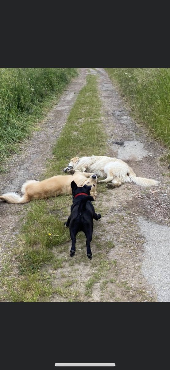 PugYorkshire's tweet photo. 2 big doggies laying down, well that’s there own fault isn’t it! ATTACK!!!🤣

#pug #puggle #puglife #beagle #cross #mixedbreed #walking #walkies #labrador #doggys #puppys #pup #chunk #blackpug #dirttrack #cuddles #paws #ATTACK #friends #tailsup #jumpin https://t.co/oBTqS9yntK