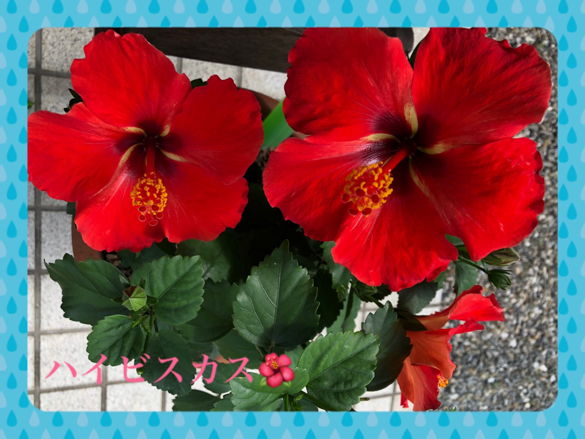 立木早絵 お庭でハイビスカスの花が 毎日毎日 1輪 2輪 咲いてくれています 大輪で力強く鮮やかで 元気をもらっています だけど たった１日の儚い命 寂しいな 赤いハイビスカスの花言葉は 勇敢 命の大切さを教えてくれているような T