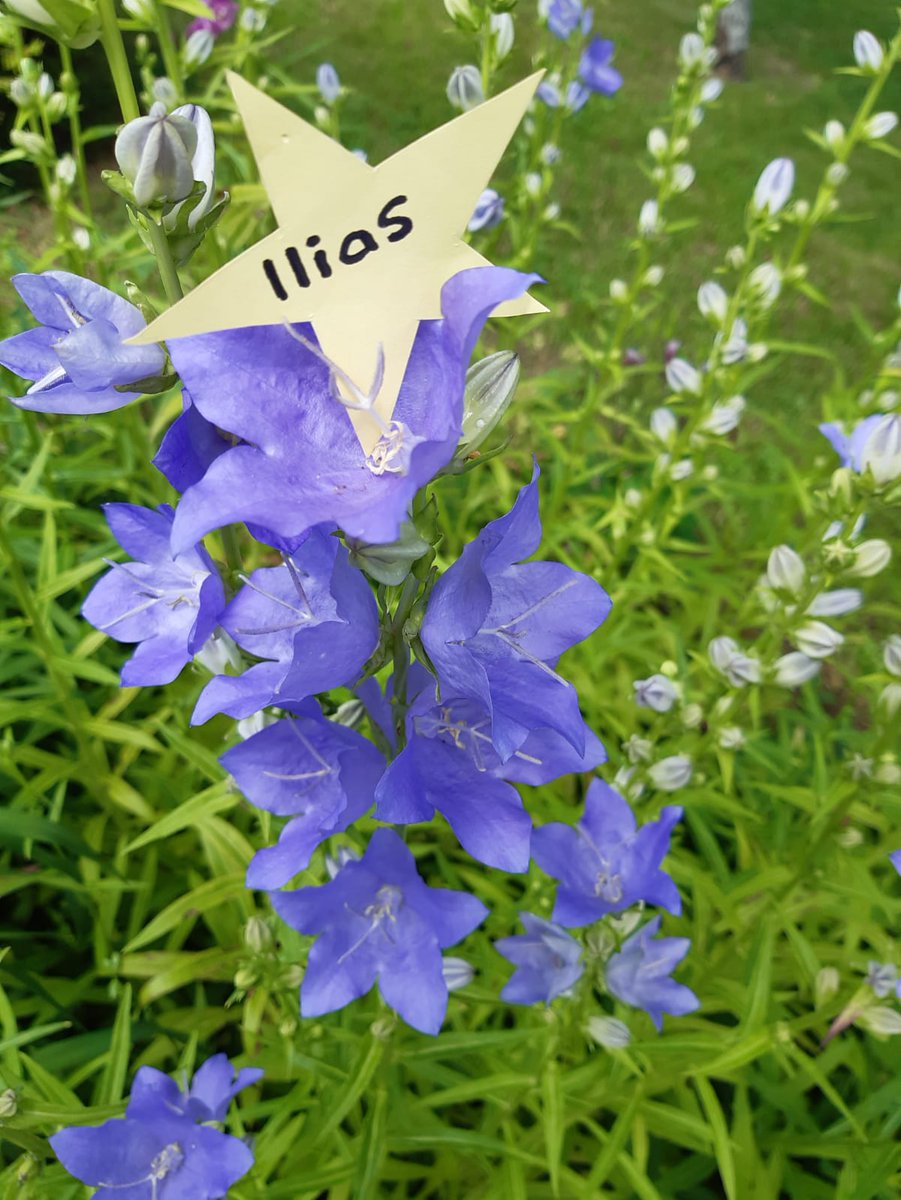 Petra Jongerius tweet media