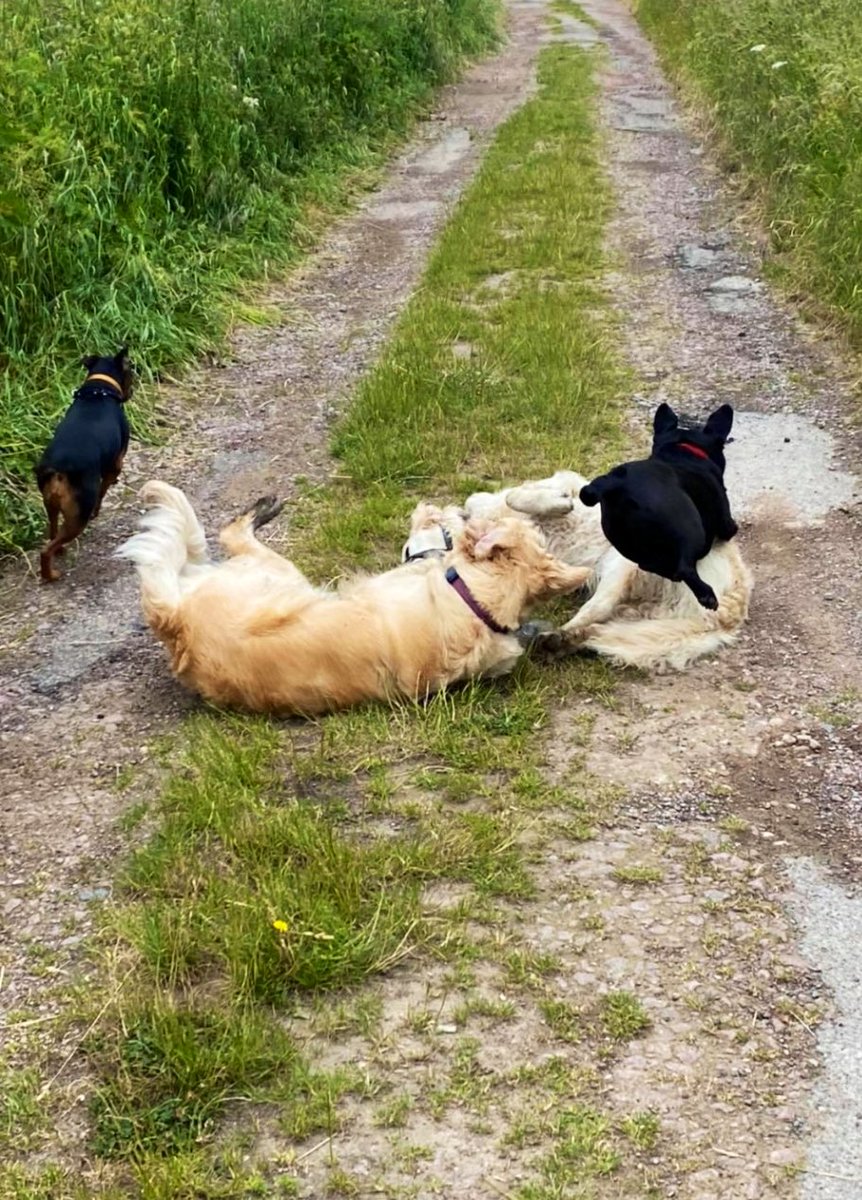 PugYorkshire's tweet photo. The aftermath... 😆 attack of the black dogs! Small vs big, man vs food... oh no I just love foooooood😍 

#aftermath #outandanout #walking #dogwalking #walkies #friends #playing #doglife #puglife #puggle #rollingaround #paws #Labrador #pug #playdate #covid #Vaccinated https://t.co/Aetk6FtDYF