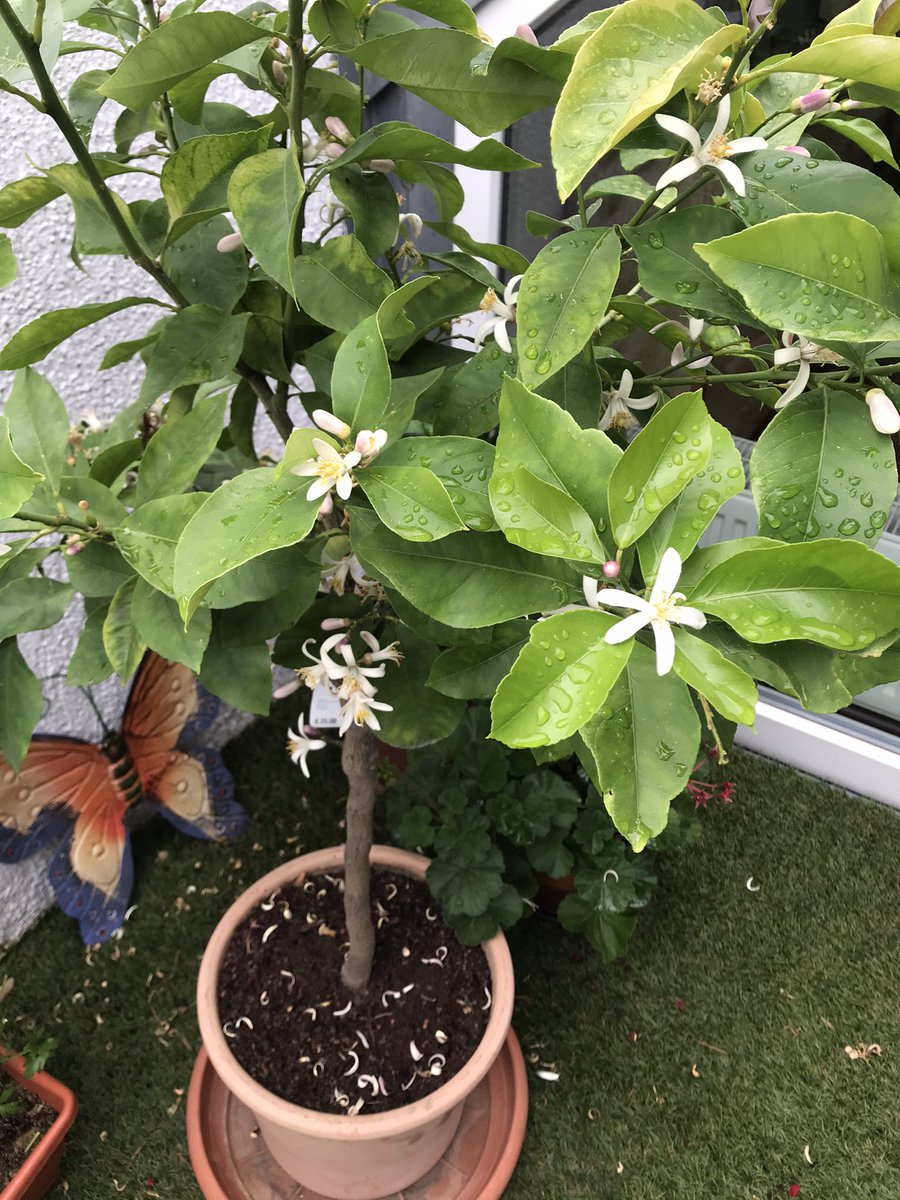 Jessica Schmidt tweet media