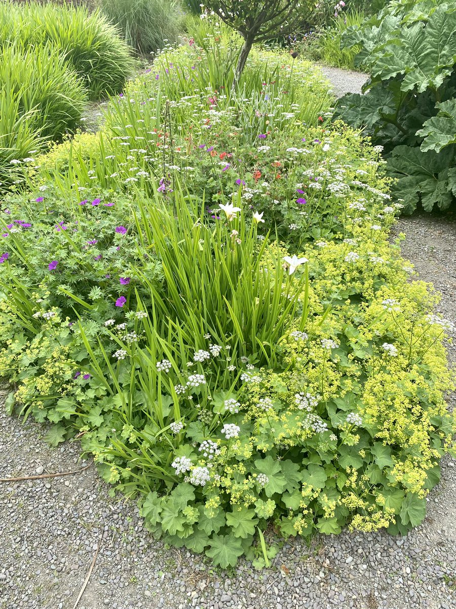 BantryTidyTowns's tweet image. This area in @BantryHouse caught the eye in the sunshine yesterday. Iris, Allium, Strawberry, Lady’s Mantle, Poppy and Cranesbill. Beautiful colour. What a gem to have in our town.