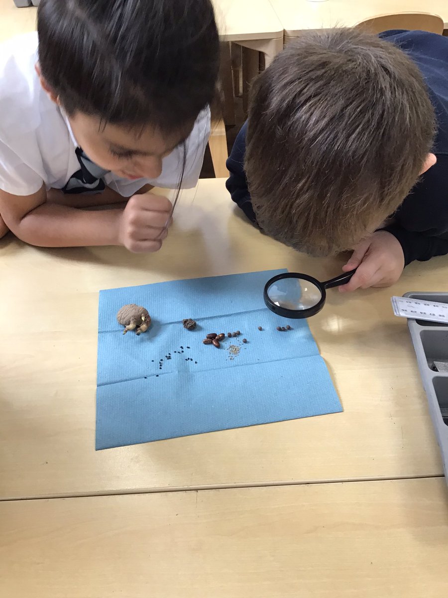 MissDudley6's tweet photo. We sorted seeds and bulbs in Science this week and then described our observations. #smithdownscience https://t.co/a8QsDF2cuS