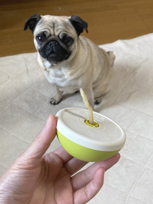 グッズレビュー おやつ丸のみ防止アソボーン 犬活日記
