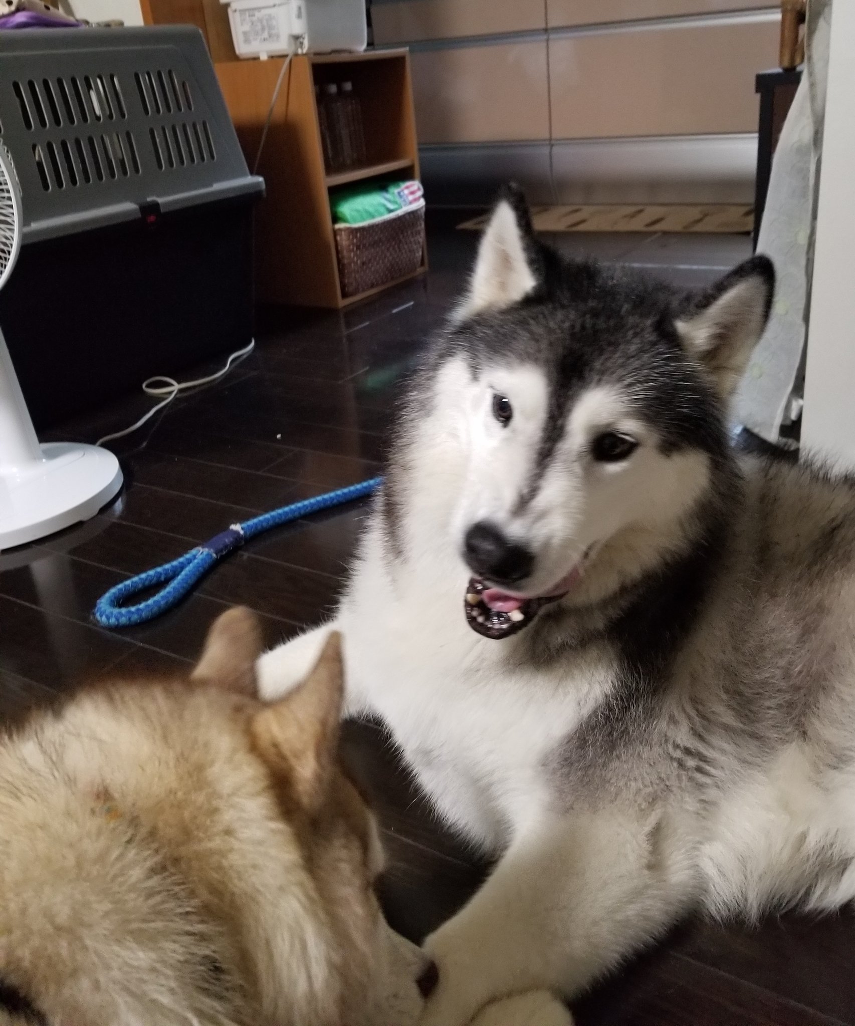 くろろ 怒った顔もかわいい犬 T Co Esajoegqum Twitter