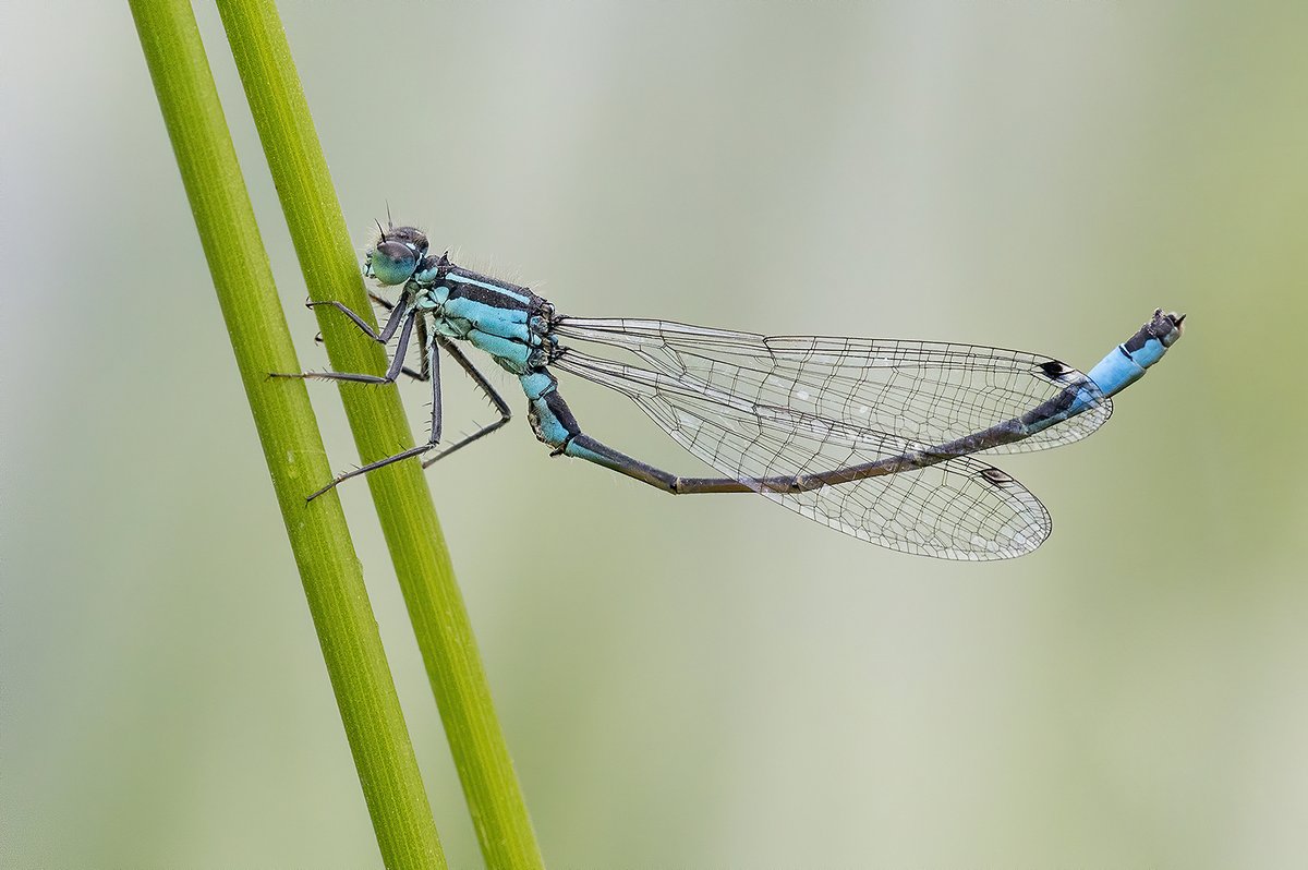 Blue Tailed Damselfly down at Roswell Pits yesterday, @ElyPhotographic @SpottedInEly @BDSdragonflies @MacroHour #NaturePhotography #Damselfly