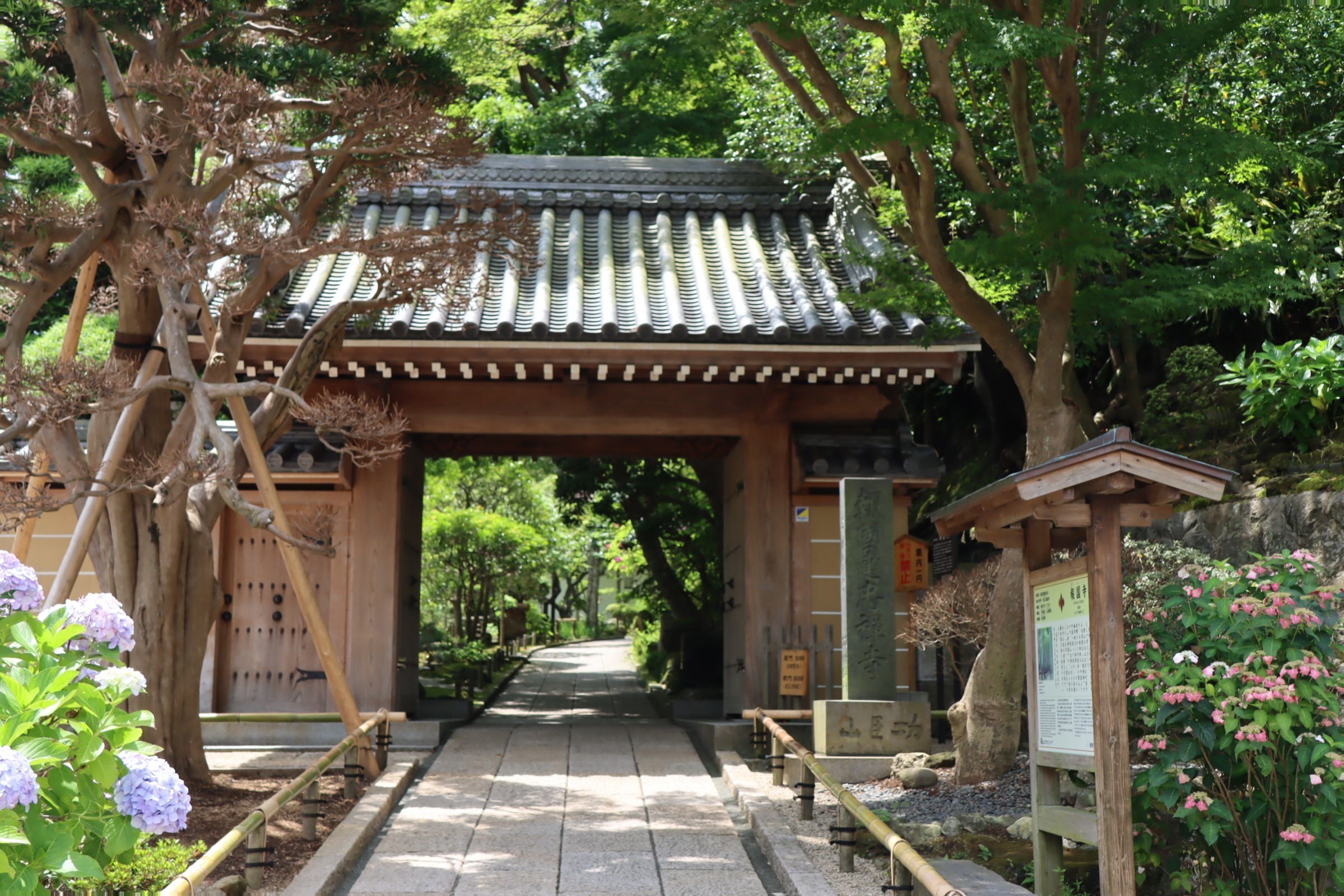 Komi Show 鎌倉竹の寺 報国寺 21 06 22 パッと見た感じ 京都の嵯峨野 かと思わせるような雰囲気 鎌倉 の竹の庭 竹の寺と言われる 報国寺 鎌倉で好きなお寺の1つ 竹の寺 竹の庭 孟宗竹 竹 竹林 苔 報国寺の竹林 報国寺竹林 アジサイ