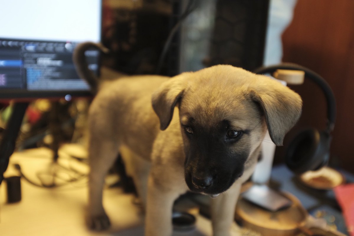 bevan_mw's tweet photo. #BringYourDogToWorkDay https://t.co/LyrDrFOaWh