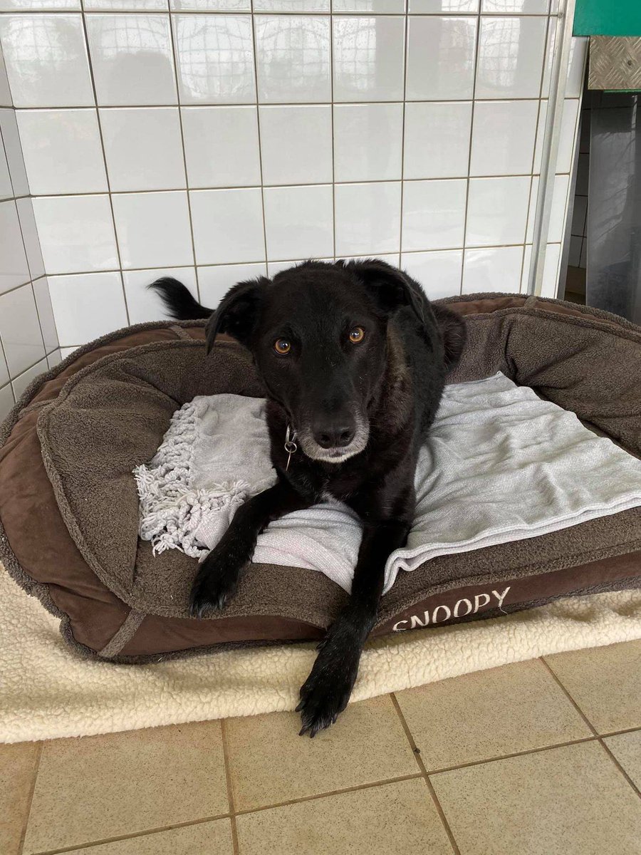 Please retweet, a dog can be destroyed in a UK council pound after 7 days if no rescue space is available. By adopting instead of buying a dog, people are making space for dogs that are at risk of being put to sleep💔
#AdoptDontShop