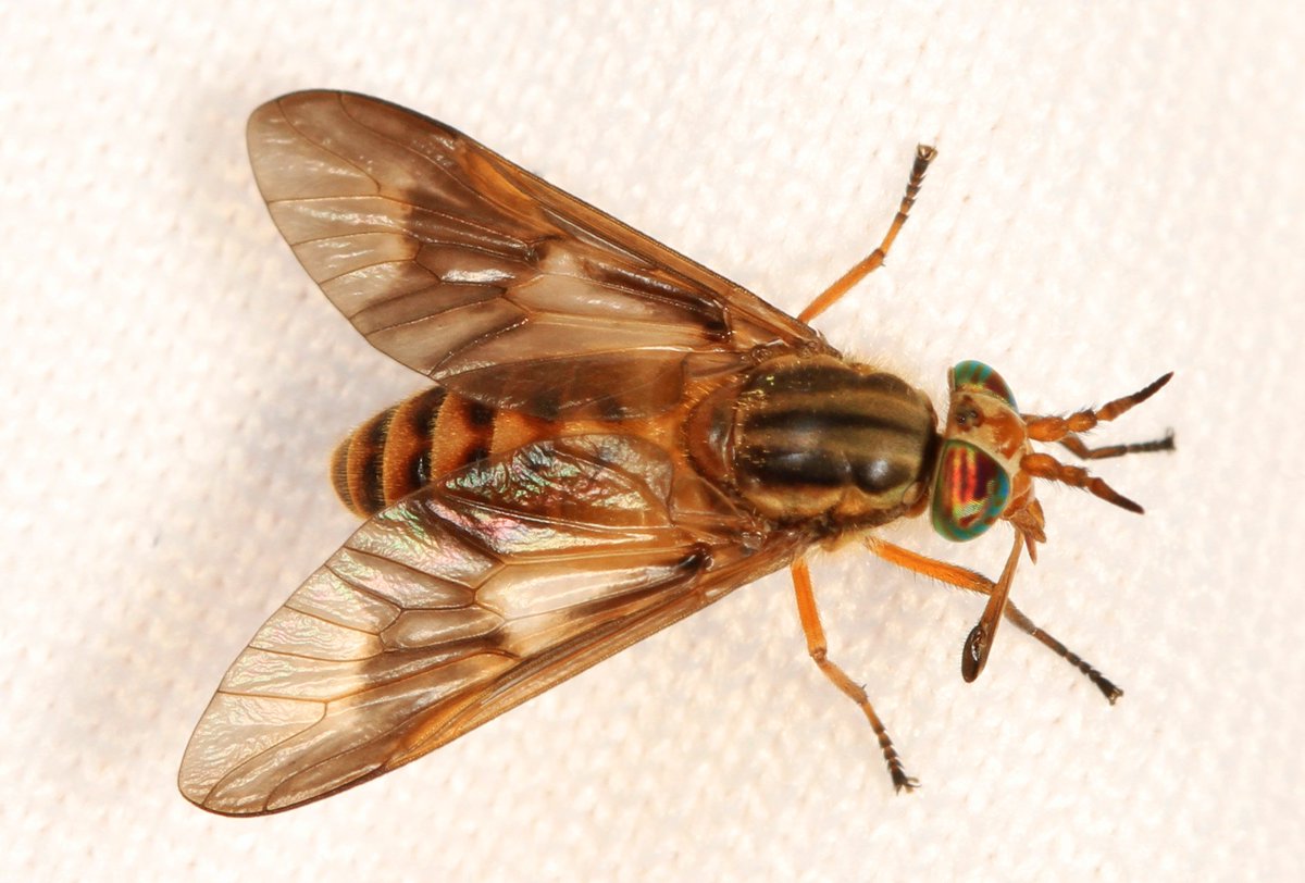 PiemonteDreams's tweet photo. We are having a double whammy, the horse flies have been joined by deer flies this year. ๐ญ I can't go outside as I keep getting bitten. I need a solution. We didn't use to get these at all until 3 years ago. Any ideas??? #horsefly #deerfly https://t.co/pM0yfx74aC