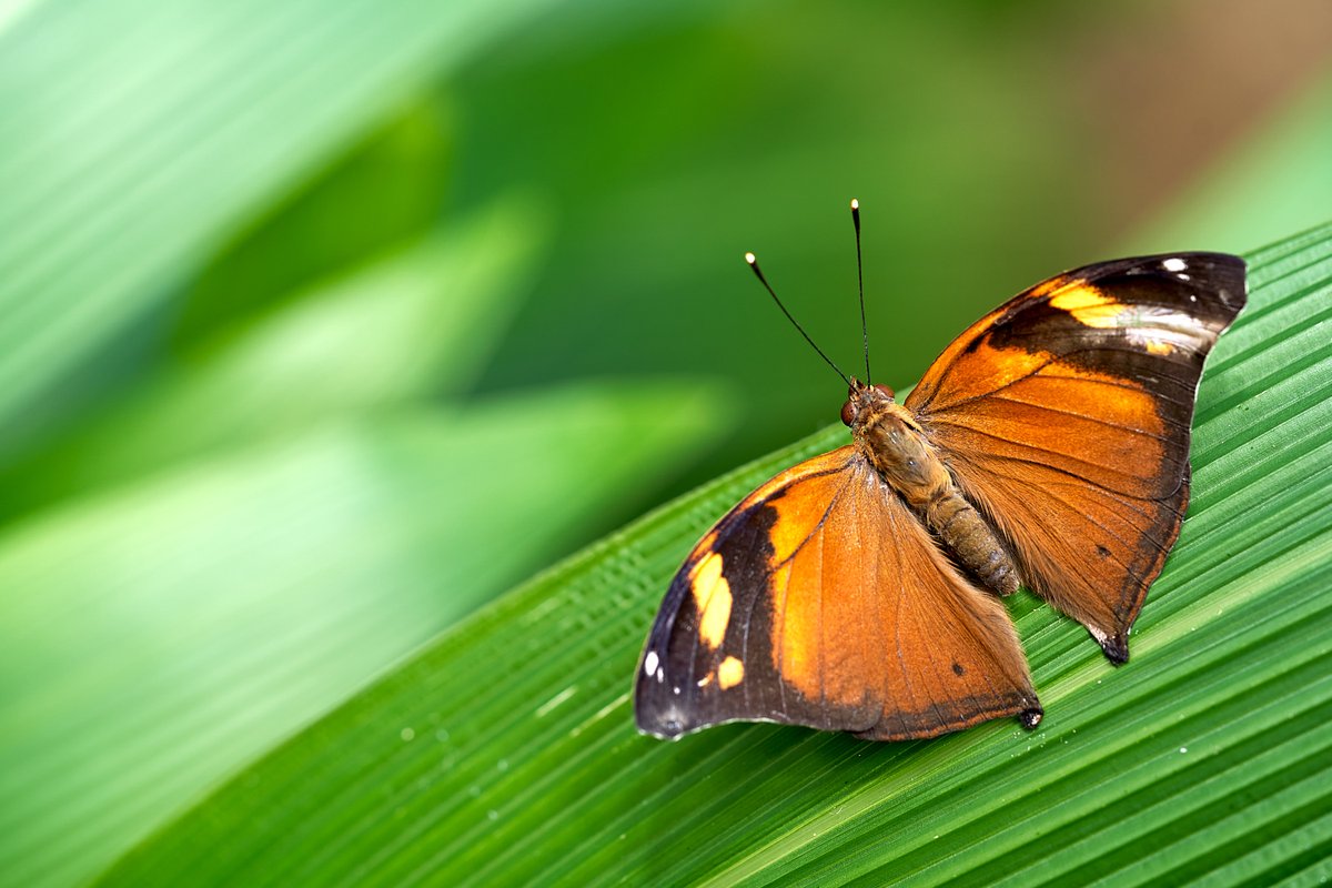 Jan Minárik tweet media