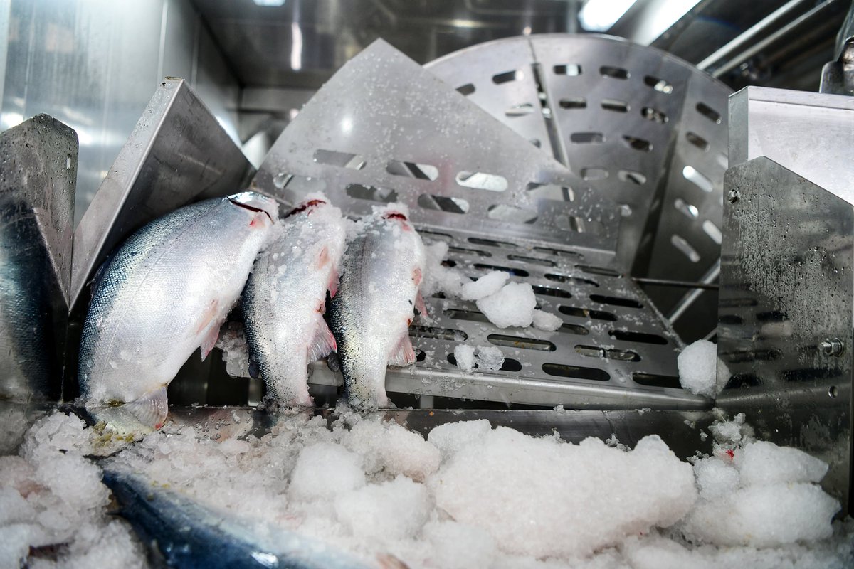 iShandong's tweet photo. The first batch of salmon cultivated in the open, warm waters of the Yellow Sea was collected and processed on Monday. Around 3,000 salmon were collected from Shenlan 1, China's first deep-sea fish farm off #Qingdao, #Shandong. #ShandongDevelopment https://t.co/o0XmnZqDDa https://t.co/CAyNtTDPjX