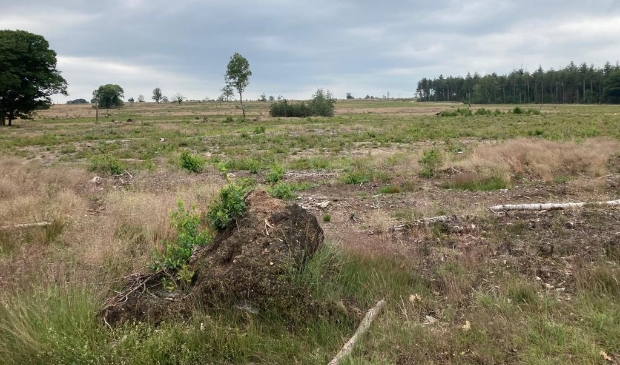 Lokaal Hellendoorn wil ontbossing Sallandse Heuvelrug stoppen -  twentsvolksblad.nl/nieuws/algemee…