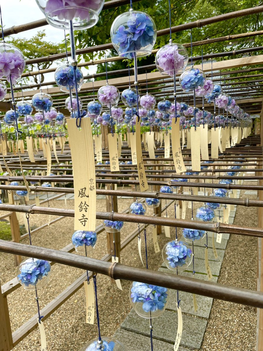 京都の風鈴寺でゆれる あじさい風鈴 が美しい 暑さを忘れられそうな景色に反響 全文表示 Jタウンネット