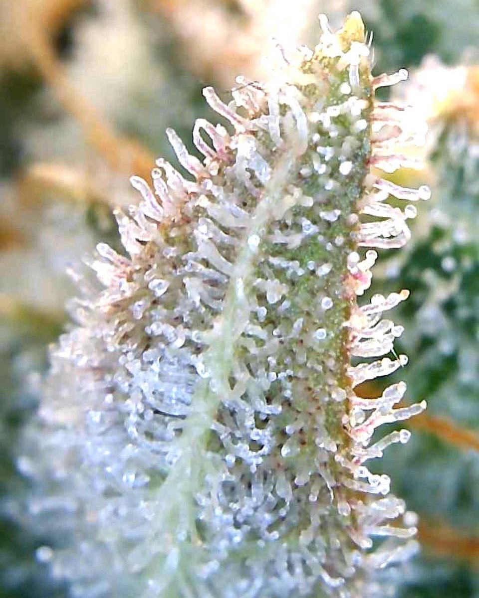 BarneysAms's tweet photo. Wow, You’re Really Pretty 💎
Barney’s Farm Gorilla Zkittlez Auto Comin In Hot. Watching Closely, Itchy Trigger Finger. 😬✂️
📸: @girlgogrow
#trichs #trichome #gorillazkittlezauto #barneysfarm #countdown #medicalmarijuana #legal https://t.co/rNJwGWf7Zr