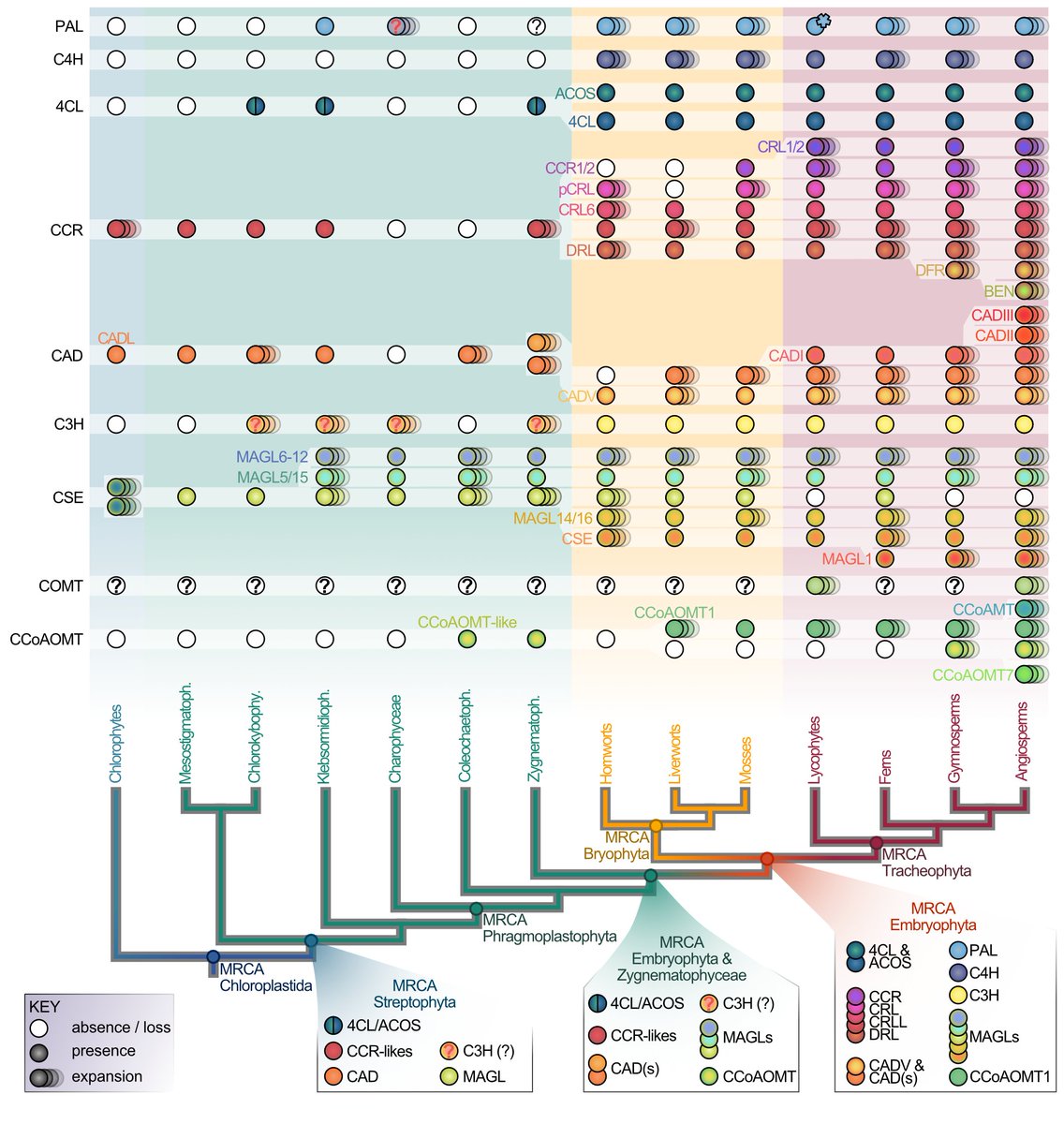 Thrilled that our latest on the #evolution of the phepro pathway is online <a href="/ThePlantJournal/">The Plant Journal</a> A collaborative project <a href="/Sophie_de_Vries/">Sophie de Vries</a> <a href="/Fuerst_Jansen/">Janine Fürst-Jansen</a> <a href="/IkerIrisarri/">Iker Irisarri</a> <a href="/AmraD05/">Amra Dhabalia Ashok</a> @IFeussner (&amp; more colleagues not on twitter) within <a href="/watertoland/">MadLand</a>. #algae #plantsci
onlinelibrary.wiley.com/doi/10.1111/tp…