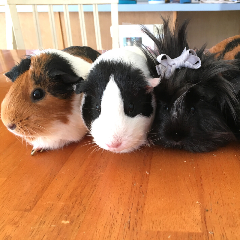Quite often, guinea pigs show us how to be our best selves. 🐹

👉 What’s your guinea pig’s name? Let us know in the comments below!