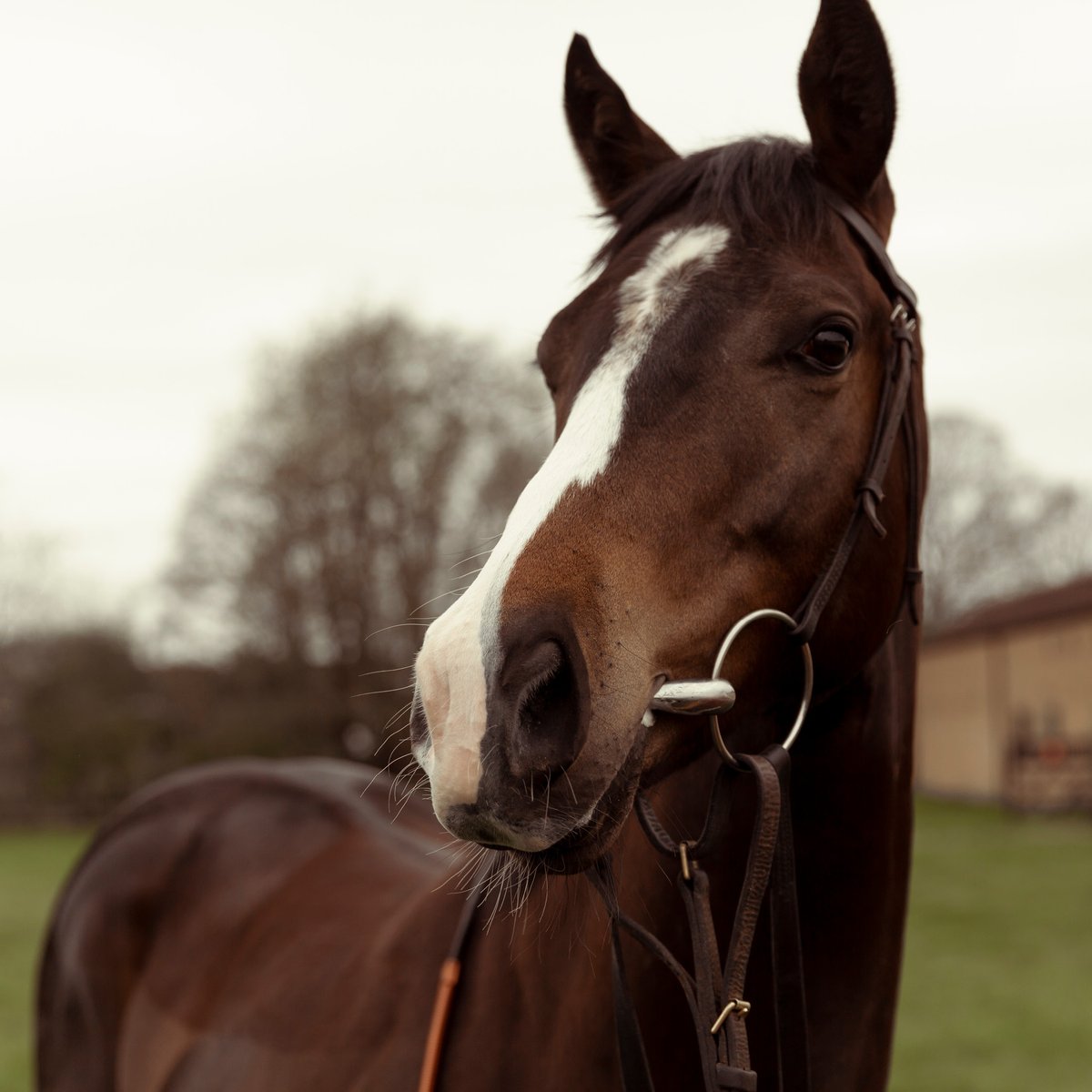 BeaufortBlake's tweet photo. Introducing Mr Beaufort - the race horse!

From designing the silks to heading out on the course, we’re giving you VIP access to the wonderful, whacky world of racing. 

Come join us on this slightly mad adventure

Find out more: https://t.co/w6GLTsvpZW https://t.co/tXX23Mker6