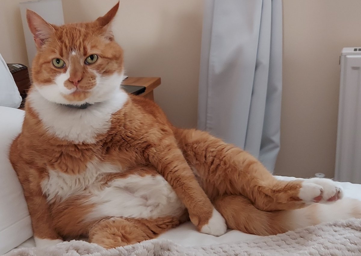 TreezyDD's tweet image. I&apos;m thrilled it&apos;s #jellybellyfriday! 
😹😹
#CatsOfTwitter 
#cats 
#FridayFeeling 
#FridayVibes