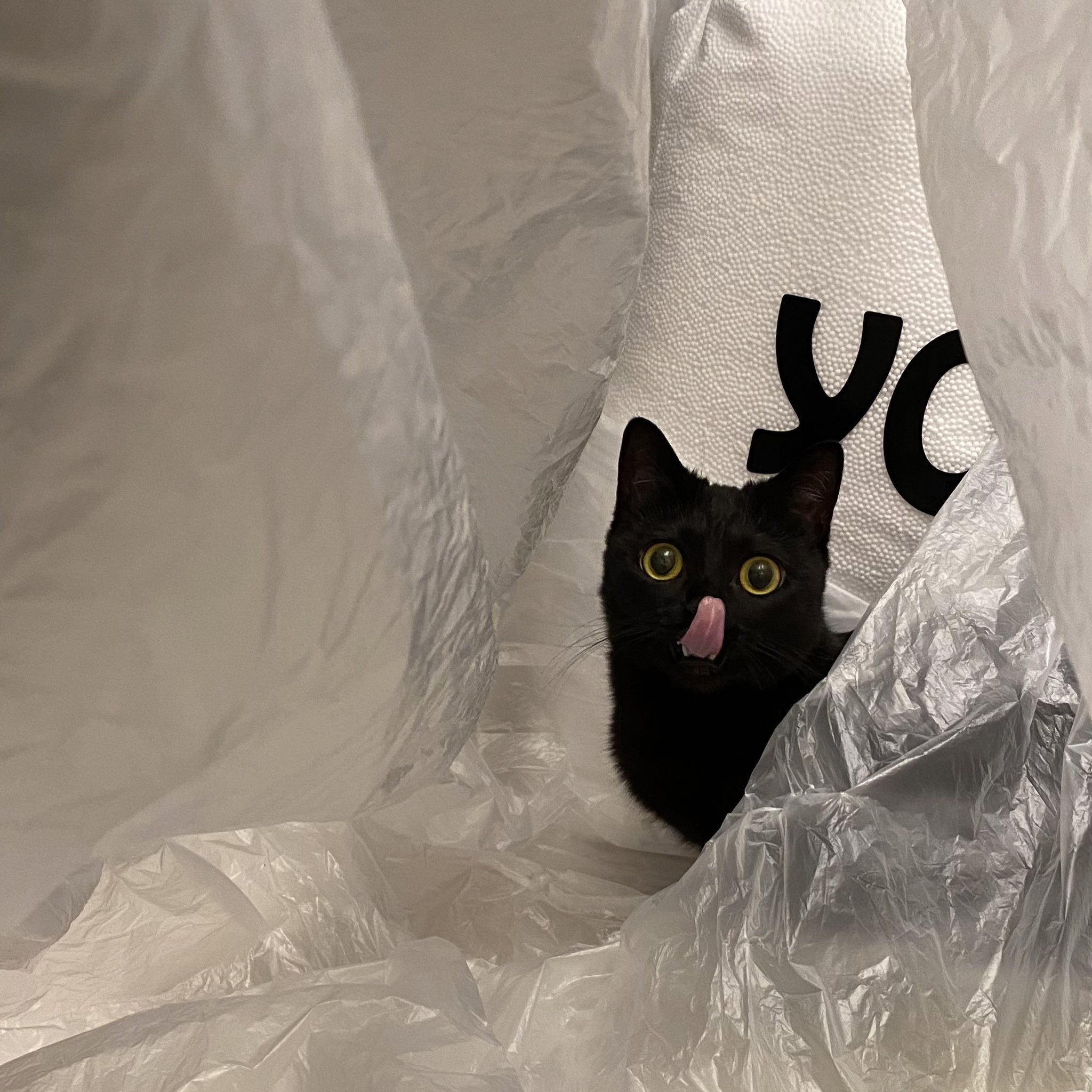 かわいい黒猫ハーブ ぺろんぬ T Co Hwk5pghvqj Twitter