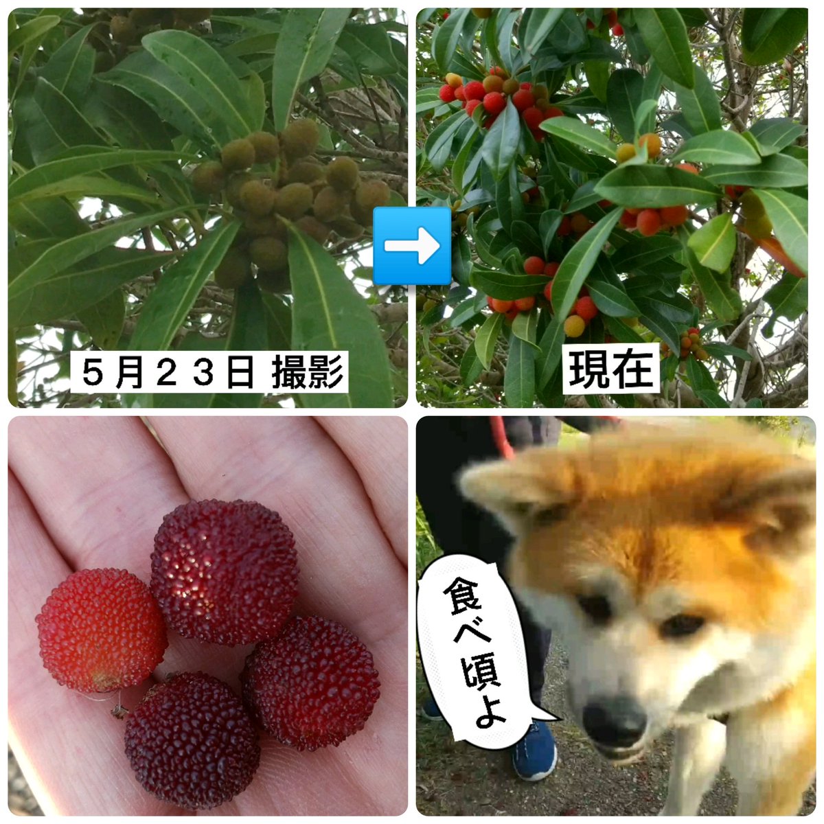 秋田犬ゆきち J9yxnjsgpd1xdpj Twitter
