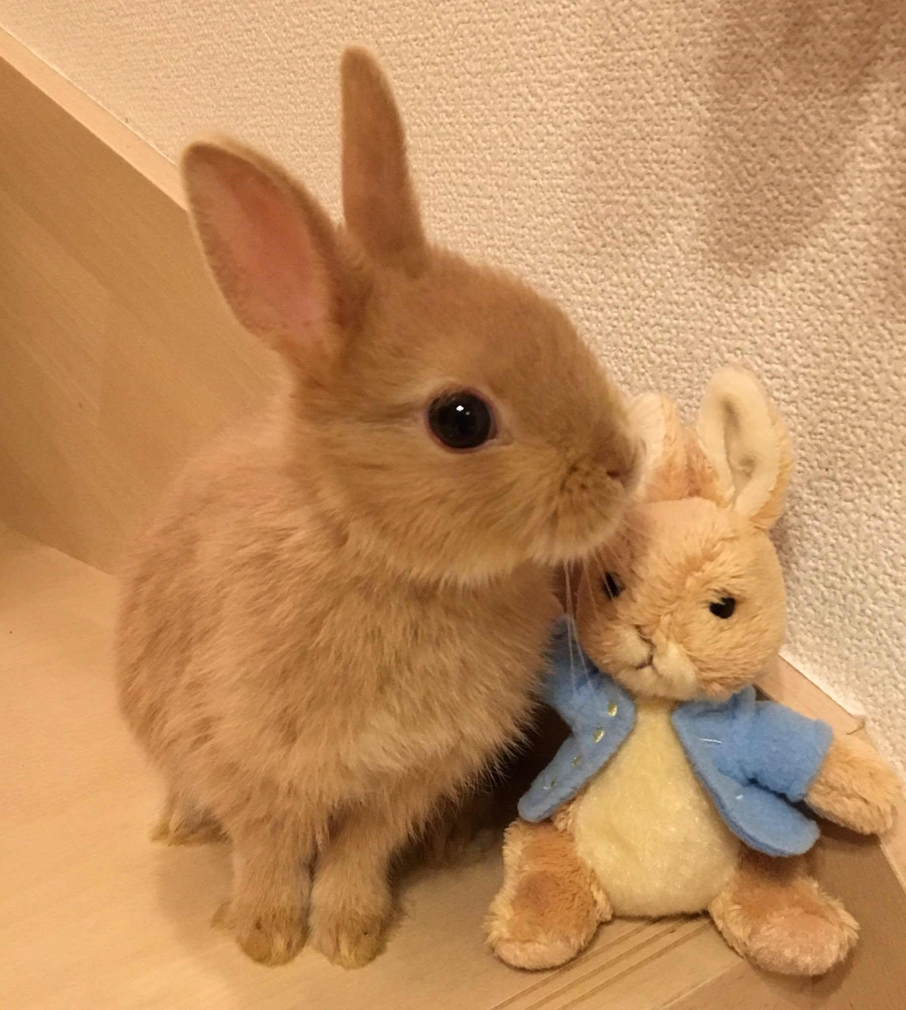 うさみみ on X: うさみみ on X: