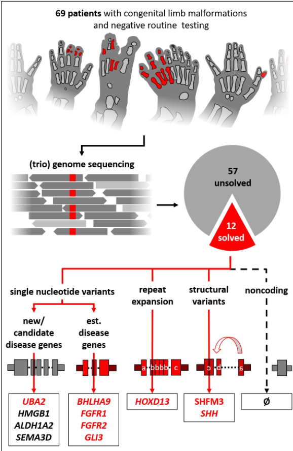 BlogClinical's tweet image. Genome sequencing in families with congenital limb malformations - clinicalbioinfo.com/2021/06/genome…