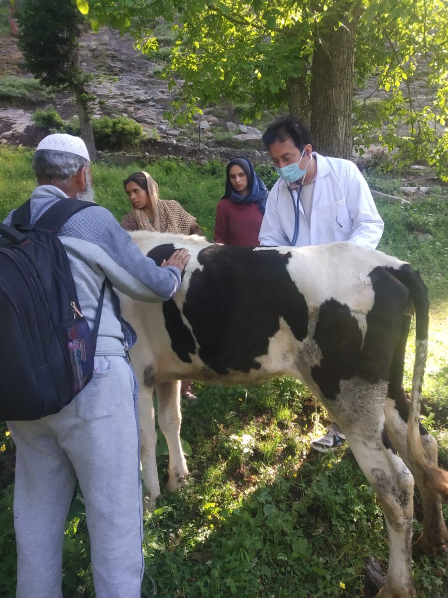 ahd_bandipora's tweet photo. #FMD_CONTROL_MEASURES
Doctors and paravets in #Bahaks now to provide treatment to FMD affected animals and also awaring people about control of the disease and deworming animals.
@ahd_bandipora @dcbandipora @dicbandipora https://t.co/zd4bFpspV2