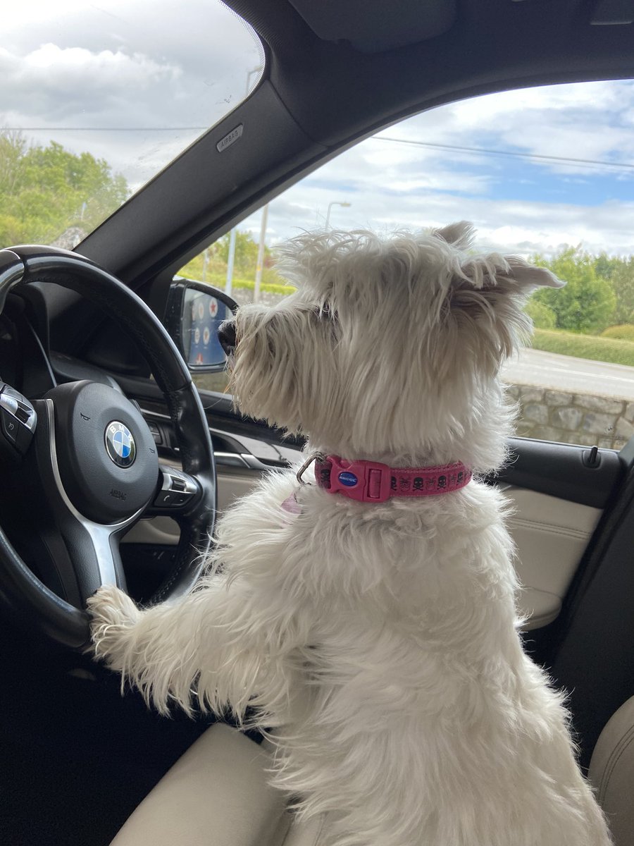 dedegreene's tweet photo. #dogfriendlyday Rebel takes the wheel!!! https://t.co/bjbDBnxNcm