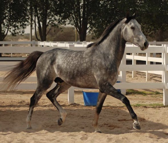 ArabianRH's tweet photo. Qatar Coupe de France des Chevaux Arabes (Gr2PA) 
1600m @fgchantilly 🇫🇷 
🥇SAMLLA (FR)
🥈Al Wakrah (FR)
🥉Hakeem (FR)
Dist: 1,1 ⏱1.48.20 @AlShahaniaStud1 @afac_contact #first 🇫🇷#pagroup #winner 🏆🏇for #Assy https://t.co/ELpwbTJfjq