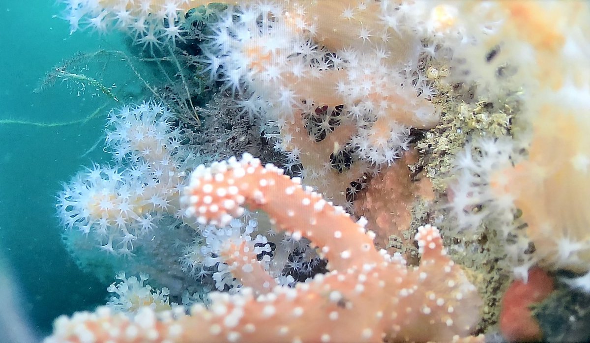 Some beautiful Alcyonium glomeratum spotted by @rov_REX on the @RV_Callista in Plymouth this morning! #UKbiodiversity #PlymDeeps2021 #NHMDeepSea