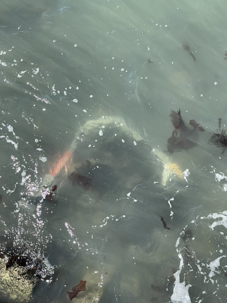 🅸🆃’🆂 🅵🆁🅸🆂🅲🅾︎ tweet media