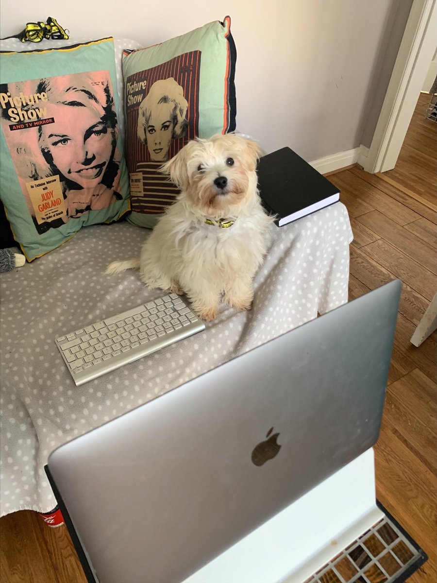 currys's tweet photo. It’s #BringYourDogToWorkDay!

Since many of us have been working from home we want to know if your four-legged friends have ever made a surprise visit into your meetings? 🐶 

Tell us all about it 👇 https://t.co/o2GYMfZxBI
