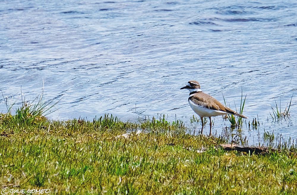 naturechronicle's tweet photo. along the shoreline
a killdeer hunts for snails
against a headwind
#haiku #birds #killdeer #ClearLake #MtHoodNF #fujiXT20 https://t.co/QC69vJVi3J