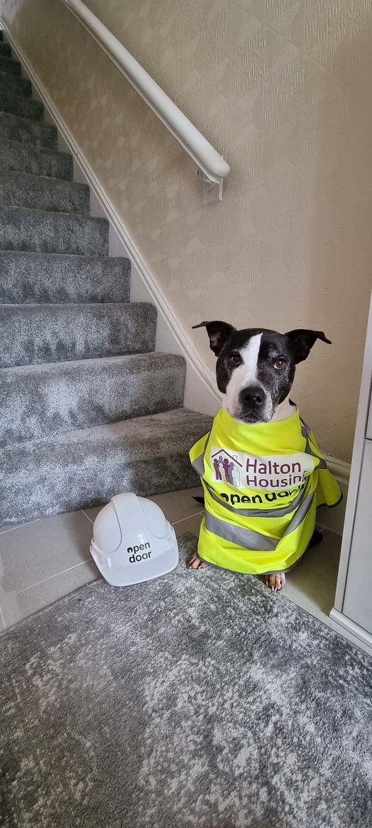 Stacey_Jones_od's tweet photo. #TakeYourDogToWorkDay @OD_Properties https://t.co/QclZ2QPlst