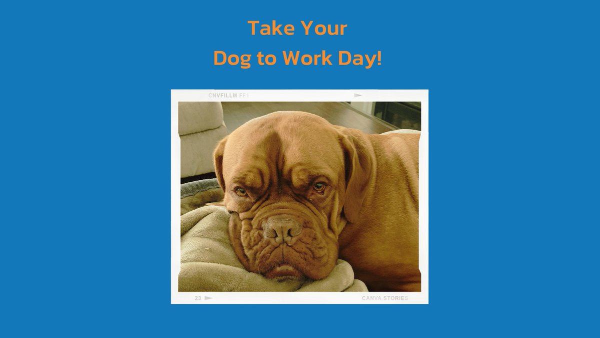 Happy National Take Your Dog to Work Day! Is your dog working with you today? 🙋‍♀️🙋🏾‍♂️🙋🏽
.
.
.
#petvetnow 
#veterinarytelemedicine 
#specialistnow 
#vetnowconnectedcare 
#nationaltakeyourdogtoworkday
#takeyourdogtoworkday
#takeyourdogtoworkday2021