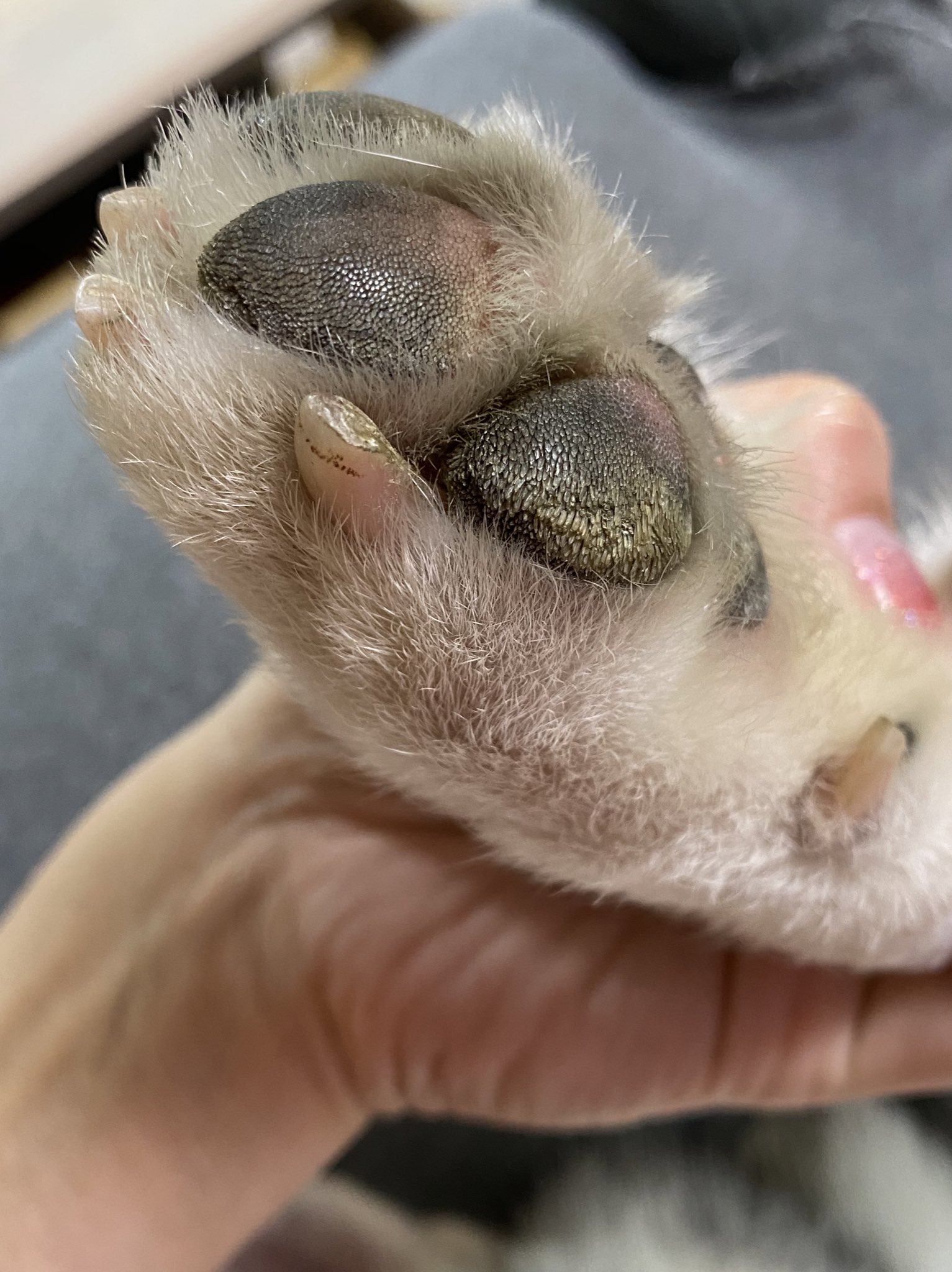 ノンノ シベリアンハスキー ハスキーの肉球について ザラザラで肌に当たると結構痛い部分があるのですが 荒れてるのかこれが普通なのかわかりません 皆さん肉球どうなってますか T Co N7nzuwtlpp Twitter