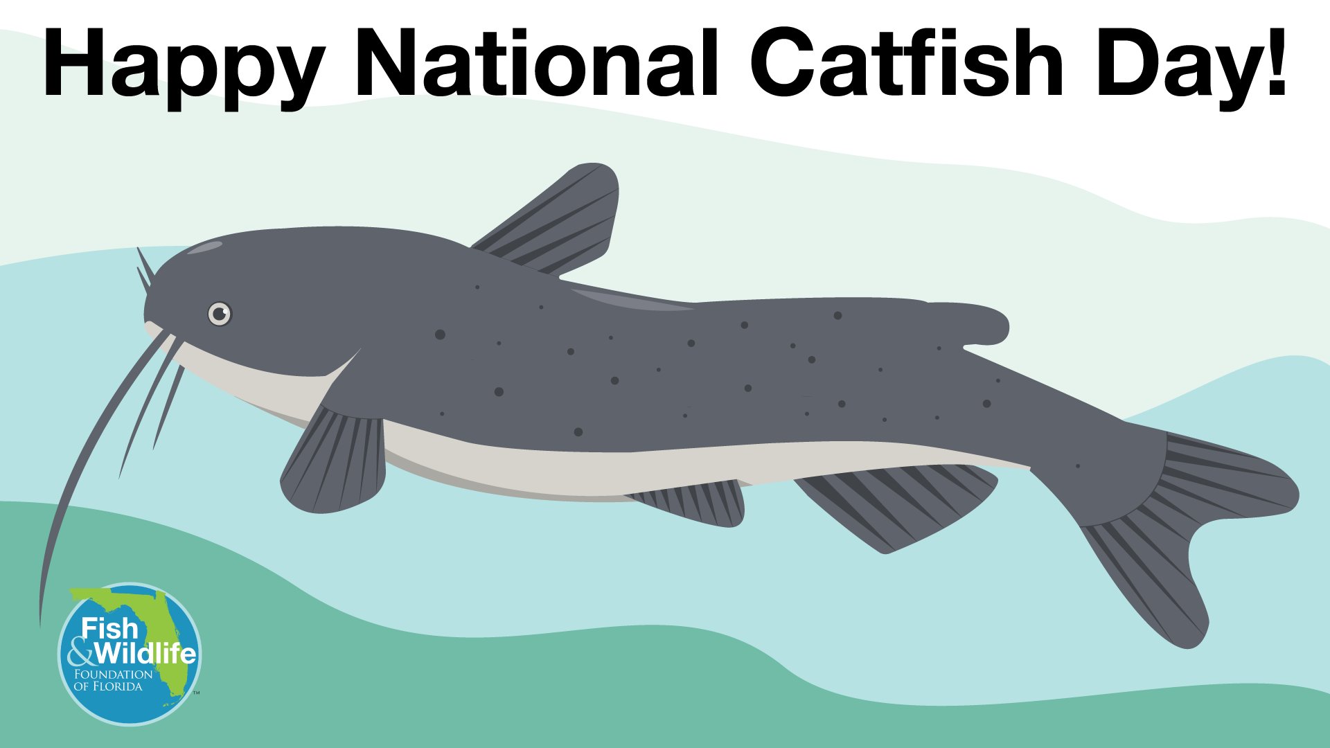 Fish & Wildlife FL on X: It's #NationalCatfishDay! #Florida is home to  both saltwater and freshwater catfish species, including the gafftopsail  catfish and channel catfish. #fwff  / X