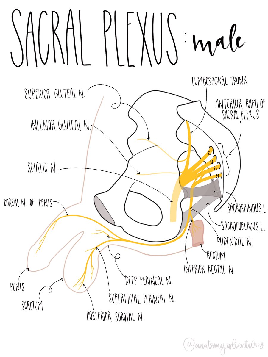 Male Sacral Plexus drawn by my school’s anatomy fellow <a href="/anat_adventures/">Micaela Motzko D.O., OB/GYN</a> Follow her IG:@anatomyadventures! #uroanatomy #urology #anatomy #anatomyart #anatomystudy #drawing #sketch #art #humananatomy