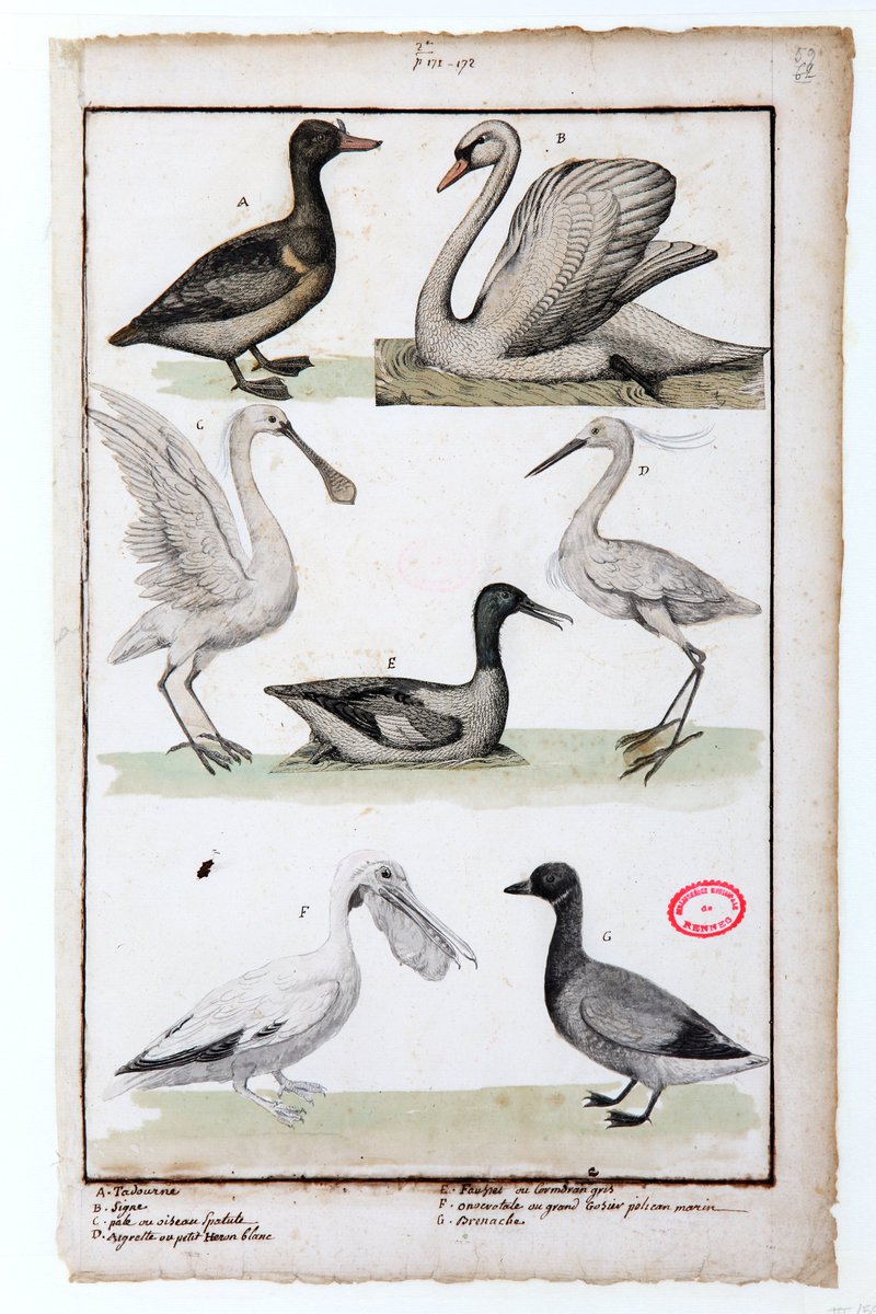 numerennes's tweet photo. Tous les jeudis d'été, suivez-nous avec le #RennesEvasion et découvrez de superbes aquarelles et gravures de #Robien autour de la #Bretagne. Pour les plus pressés, vous pouvez consulter les illustrations ici https://t.co/6kwtWlTzoz et ici https://t.co/Bl9DV5GZHC https://t.co/u6ZNObZ9hQ