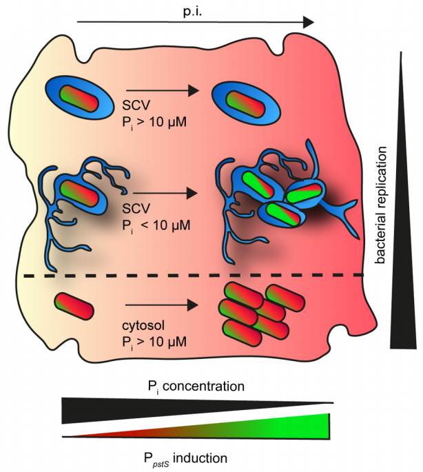 Cellular Microbiology (@cellmicrobiol) on Twitter photo Check out the most recent paper in Cellular Microbiology by Röder et al. on the importance of inorganic phosphate for #Salmonella enterica nutrition within mammalian host cells! #singlecell #SCV #T3SS #intracellular #pathogen <a href="/UniOsnabrueck/">Uni Osnabrück</a>
Read it here: onlinelibrary.wiley.com/doi/abs/10.111… Check out the most recent paper in Cellular Microbiology by Röder et al. on the importance of inorganic phosphate for #Salmonella enterica nutrition within mammalian host cells! #singlecell #SCV #T3SS #intracellular #pathogen <a href="/UniOsnabrueck/">Uni Osnabrück</a>
Read it here: onlinelibrary.wiley.com/doi/abs/10.111…