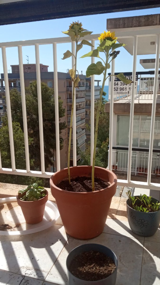 llamameclari's tweet photo. Mis girasoles, ya casi más altos que yo https://t.co/vvx5YBkVuC