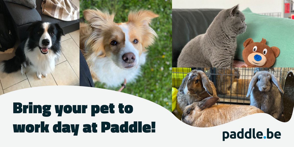 PaddleBE's tweet photo. Vandaag is Bring Your Pet To Work Day, dus dat deden we! Maak kennis met onze nieuwste collega's. 🐶🐈 #bringyourdogtoworkday #HomeOffice #WeAreESN https://t.co/PhVRhd4qMN